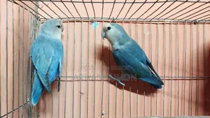 A pair of running love birds with eggs