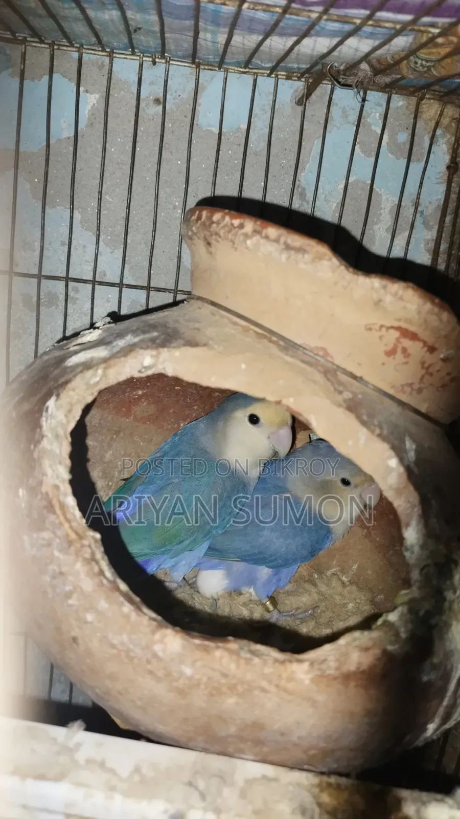 A pair of running love birds with eggs