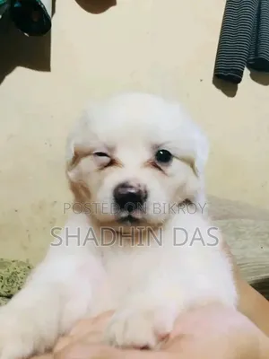 1-3 months Male Mixed Breed Japanese Spitz