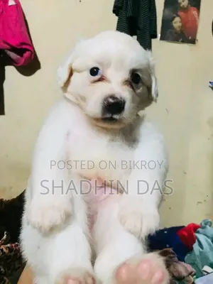 1-3 months Male Mixed Breed Japanese Spitz