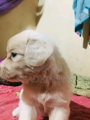 1-3 months Male Mixed Breed Japanese Spitz