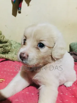 1-3 months Male Mixed Breed Japanese Spitz