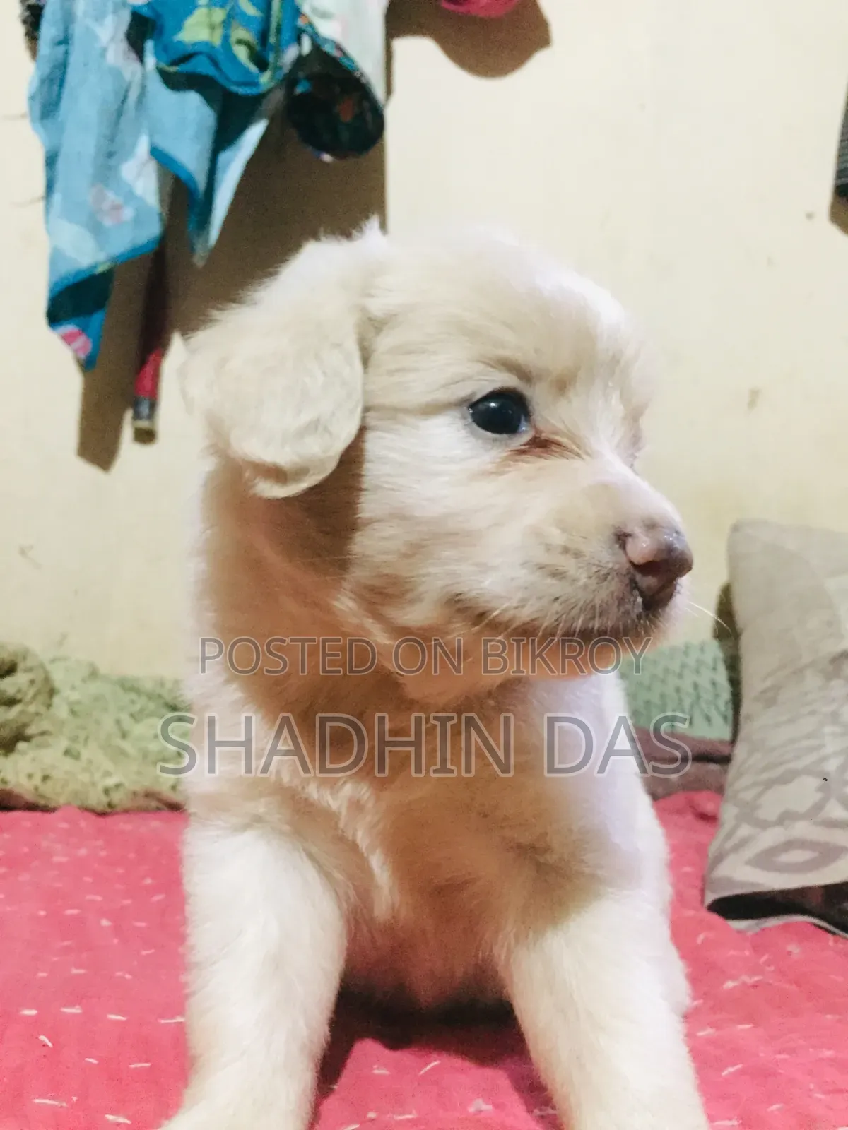 1-3 months Male Mixed Breed Japanese Spitz