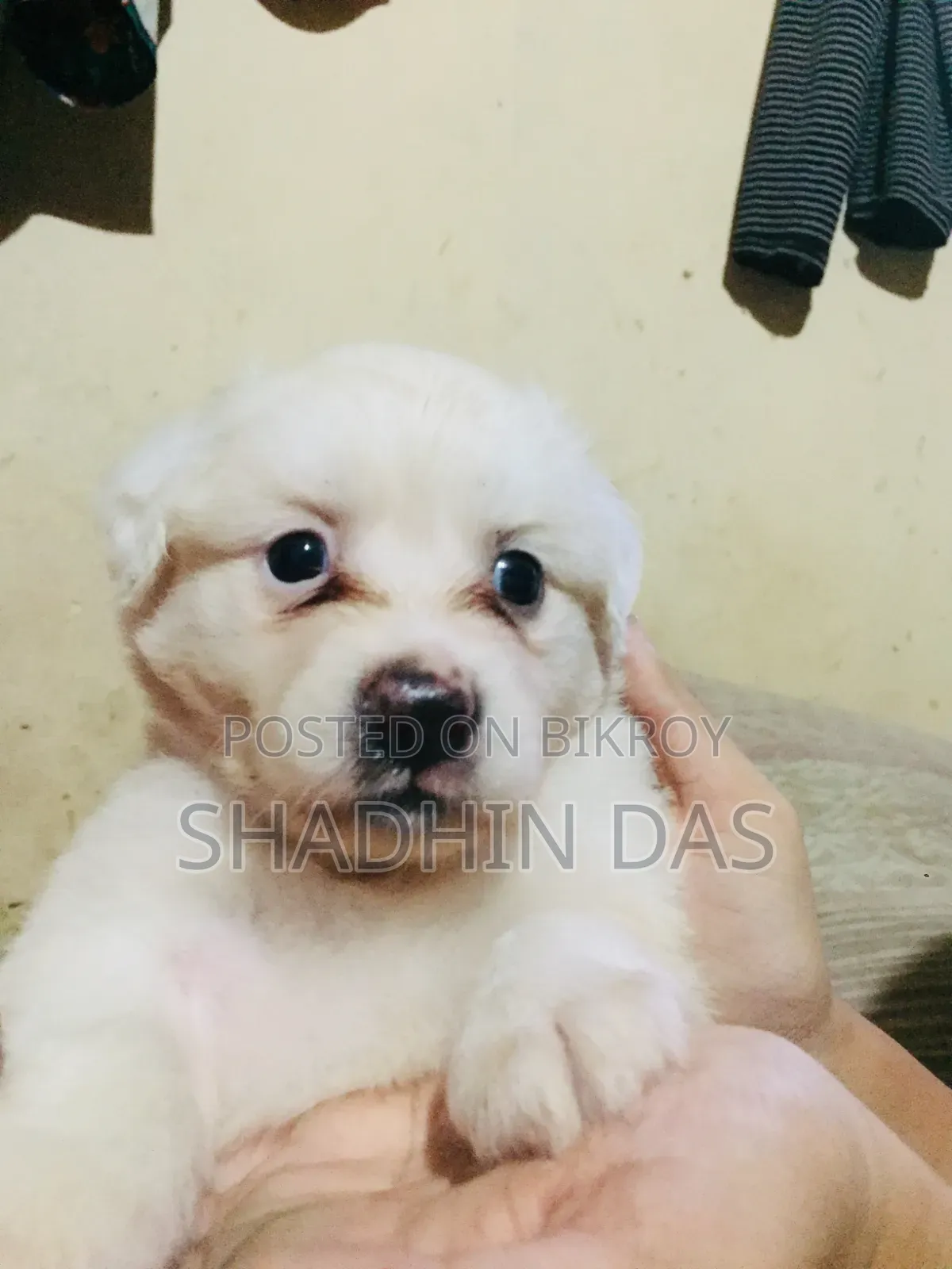 1-3 months Male Mixed Breed Japanese Spitz
