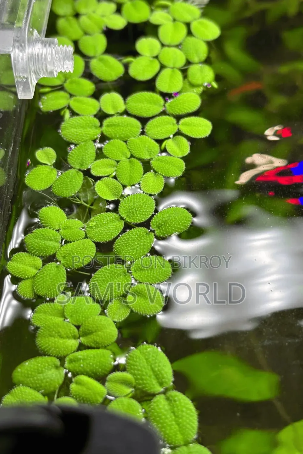 20 Piece Salvenia | Live Aquarium Plant