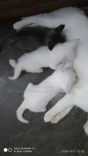 ১-৩ মাসের পুরুষ মিশ্র জাতের পার্সিয়ান