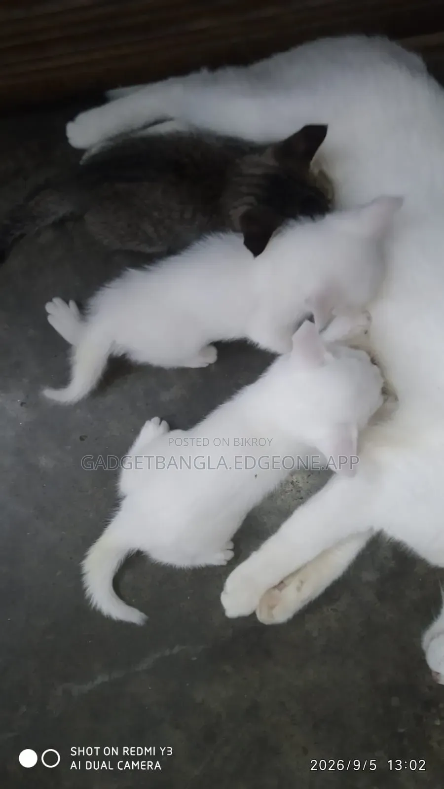 ১-৩ মাসের পুরুষ মিশ্র জাতের পার্সিয়ান