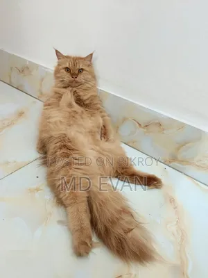 1+ year Female Purebred Persian