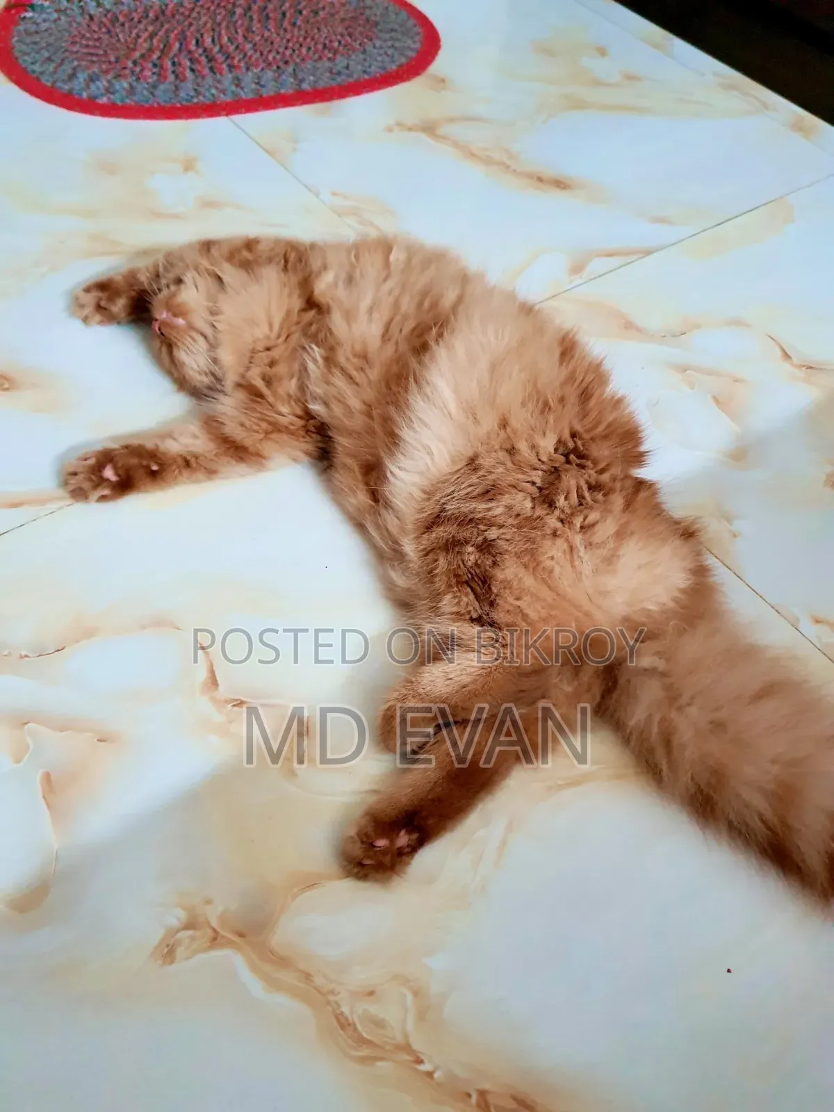 1+ year Female Purebred Persian