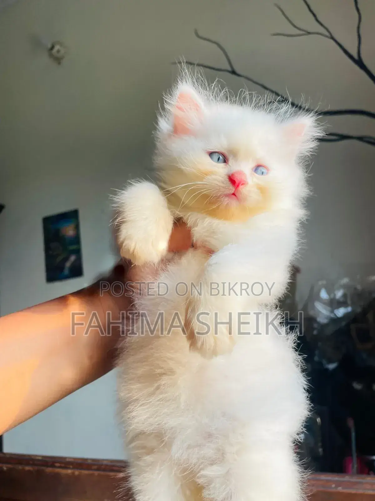 1-3 months Male Purebred Persian
