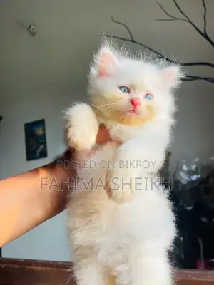 1-3 months Male Purebred Persian