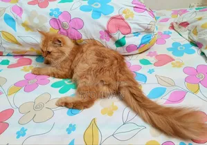 1+ year Female Purebred Persian