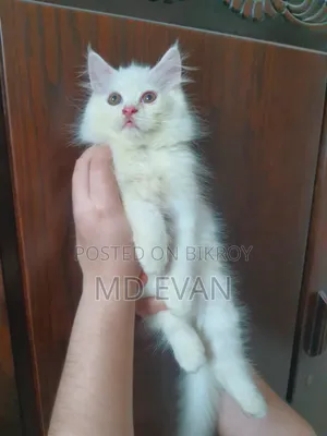 1-3 months Female Purebred Persian