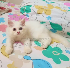 1-3 months Female Purebred Persian
