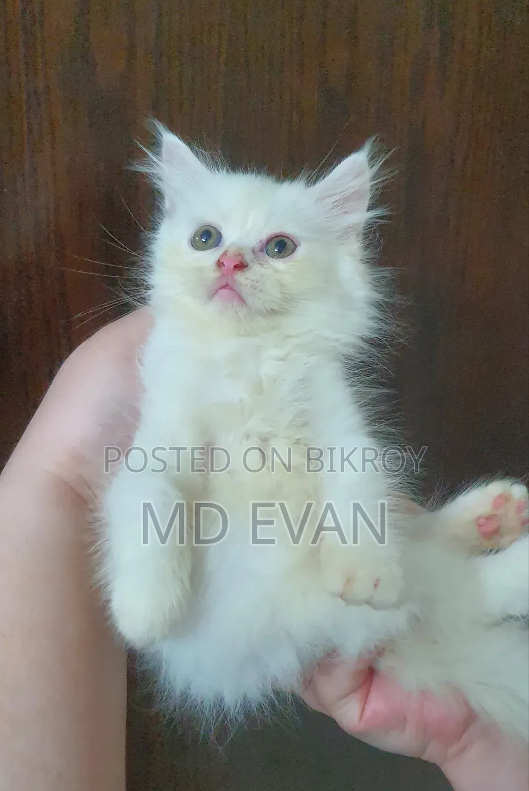 1-3 months Female Purebred Persian