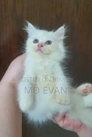 1-3 months Female Purebred Persian