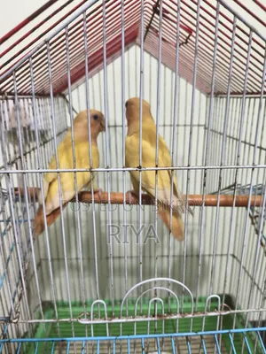 Love Bird Bird