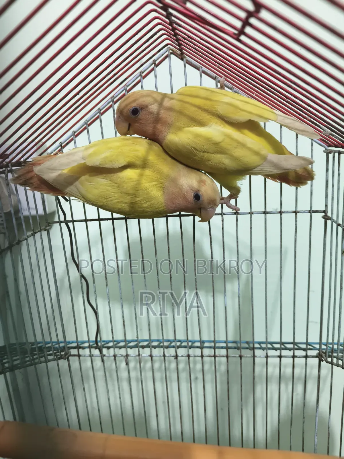 Love Bird Bird