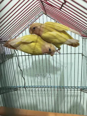 Love Bird Bird