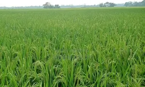 ৩৯ শতক আবাদি জমি বিক্রি হবে।