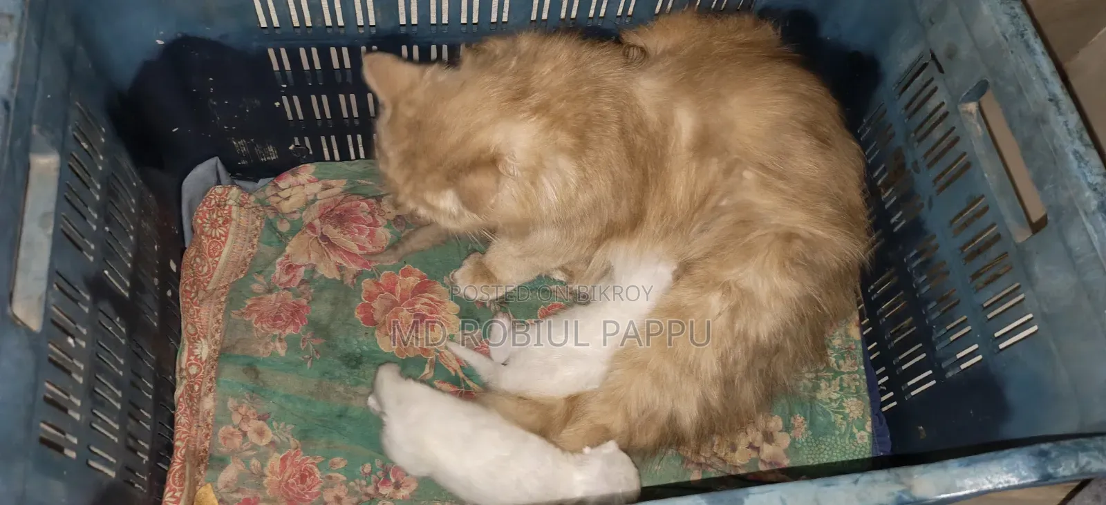1+ year Female Purebred Persian
