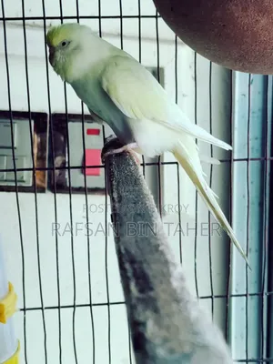 Breeding Female