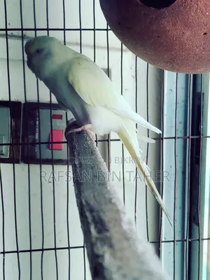 Breeding Female