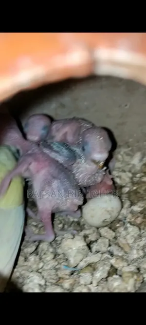 Breeding Female