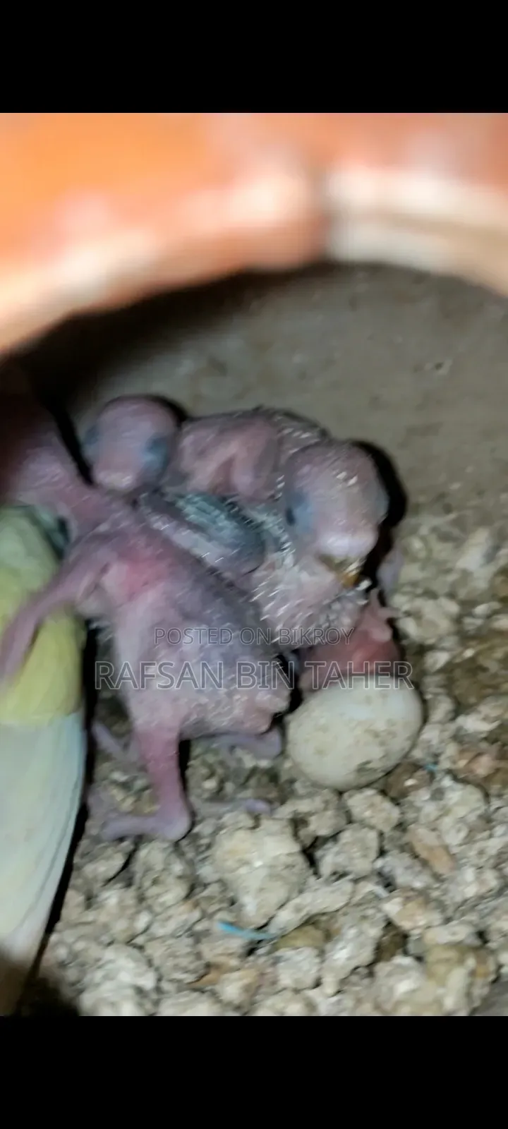 Breeding Female