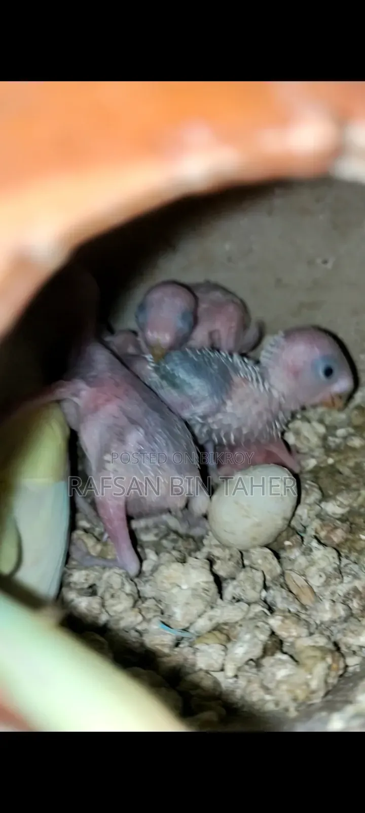 Breeding Female