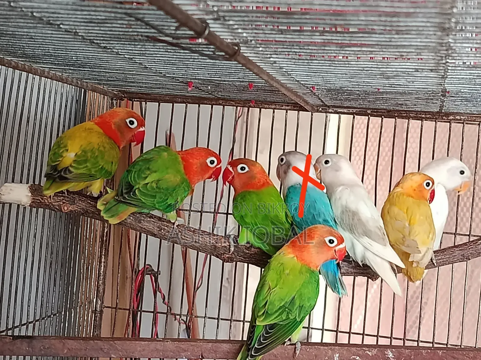 Love Birds Available
