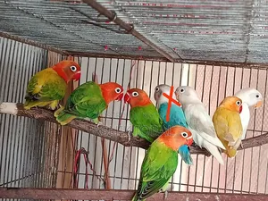 Love Birds Available