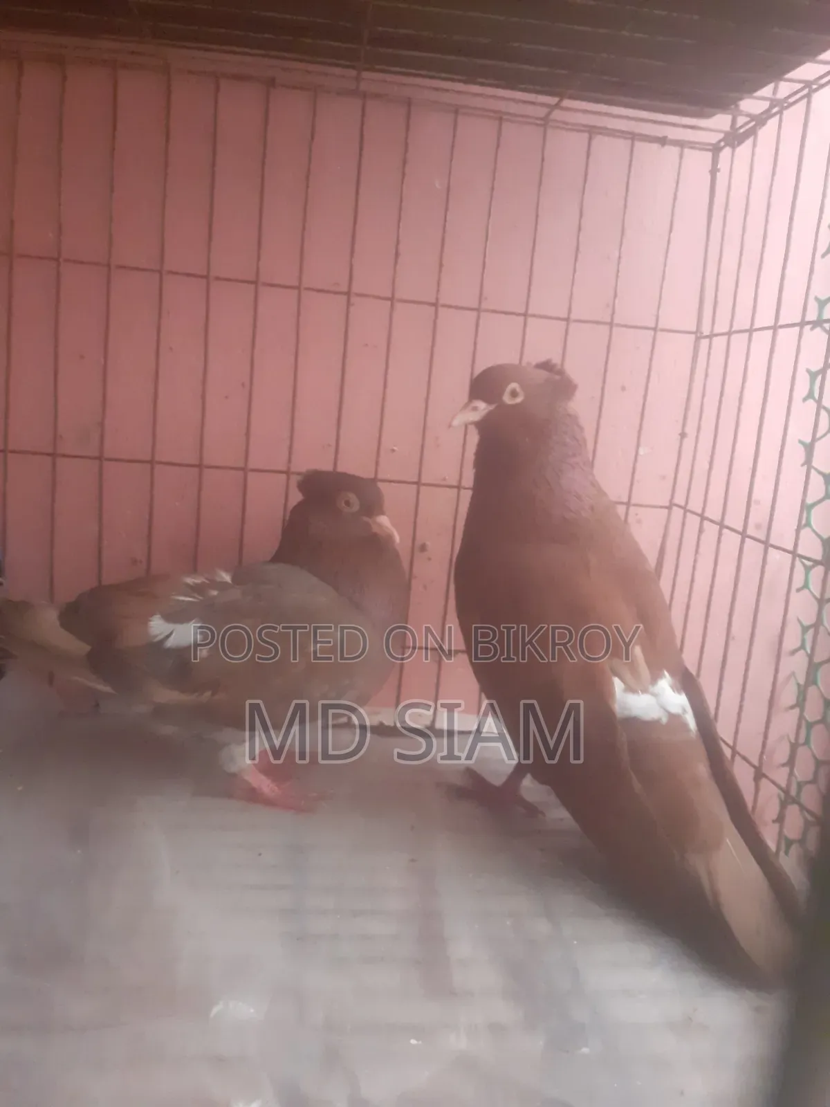 কবুতর বিক্রি করা হবে