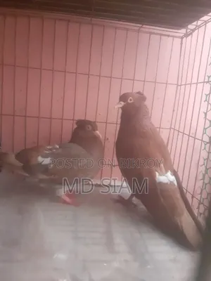কবুতর বিক্রি করা হবে