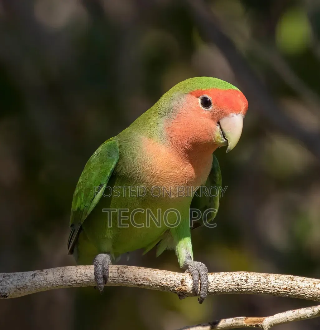 Adult Male Green Peach-Faced Lovebirds Bird For Sale