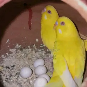 লোটিনো বাজিগর
