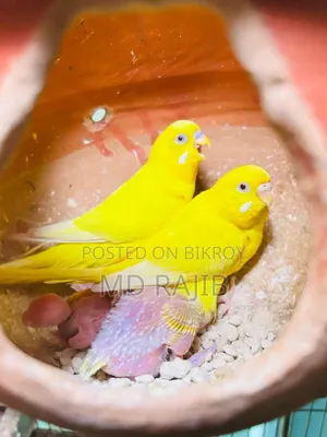 লোটিনো বাজিগর