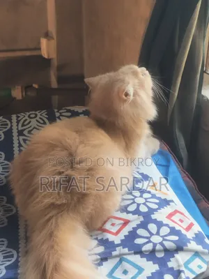 1+ year Male Purebred Persian