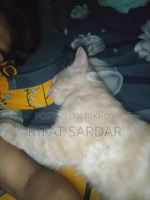 1+ year Male Purebred Persian