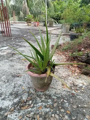 রহমতপুর বাজার