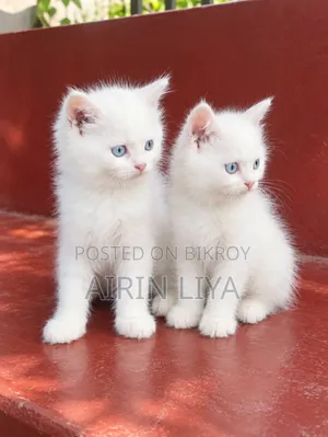 0-1 month Female Purebred Persian