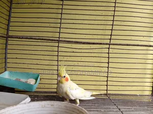 Cinamon Grey Cocktail Cockatiel. 1 running pair and 3 new adults