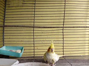 Cinamon Grey Cocktail Cockatiel. 1 running pair and 3 new adults
