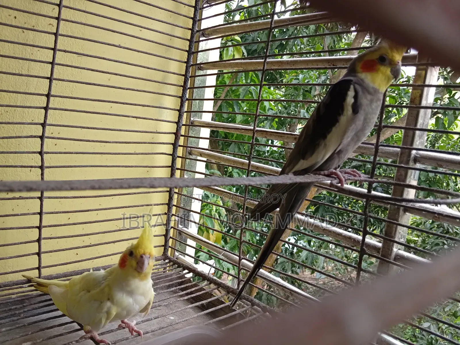 Cinamon Grey Cocktail Cockatiel. 1 running pair and 3 new adults