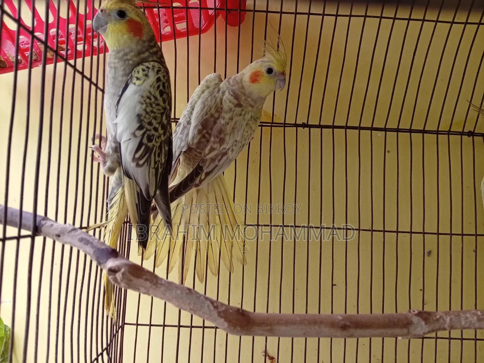 Cinamon Grey Cocktail Cockatiel. 1 running pair and 3 new adults