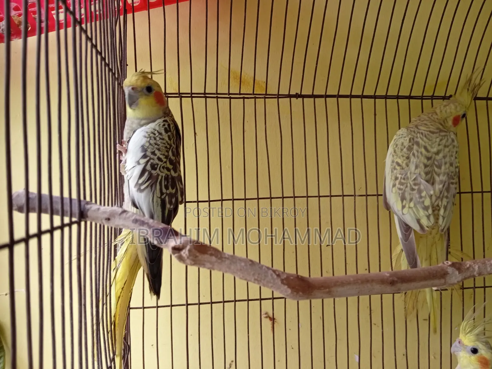Cinamon Grey Cocktail Cockatiel. 1 running pair and 3 new adults