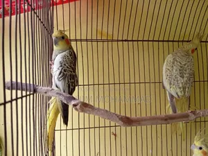 Cinamon Grey Cocktail Cockatiel. 1 running pair and 3 new adults