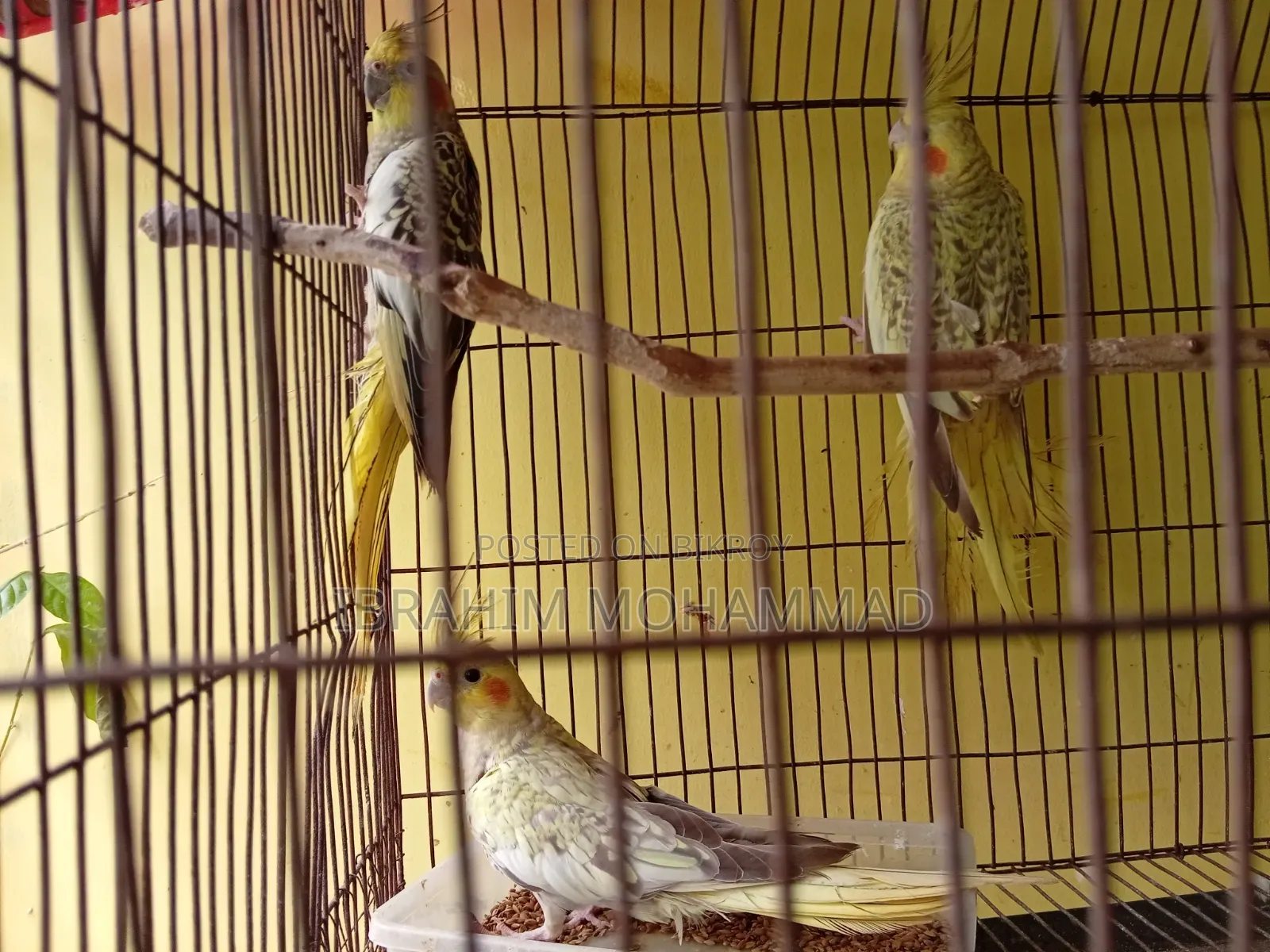 Cinamon Grey Cocktail Cockatiel. 1 running pair and 3 new adults