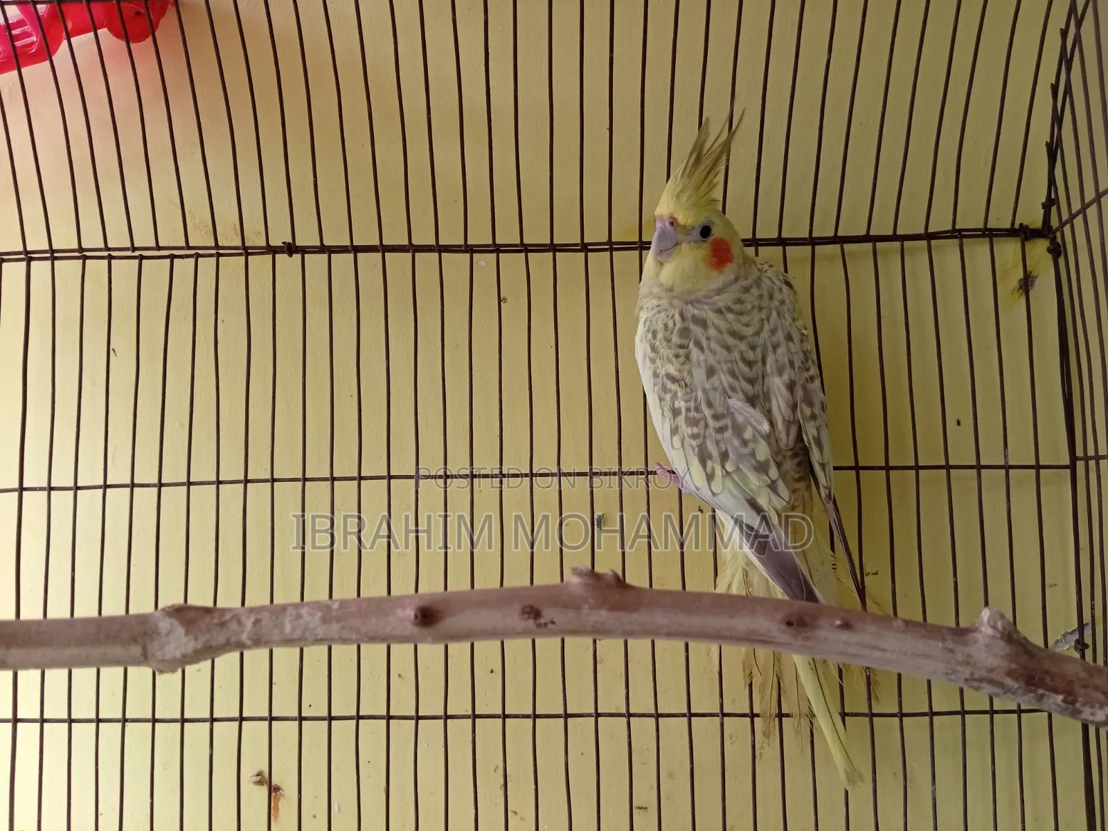 Cinamon Grey Cocktail Cockatiel. 1 running pair and 3 new adults