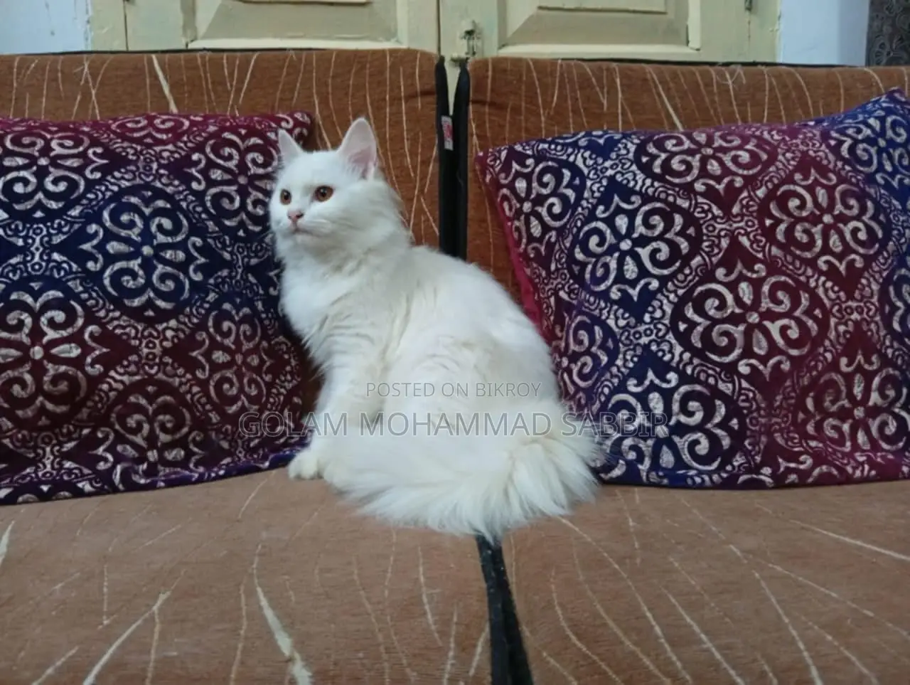 1+ year Female Purebred Persian